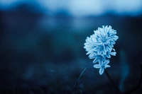 Flor azul serena bajo un cielo nublado