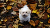 Chiot Havanese espiègle parmi les feuilles d'automne