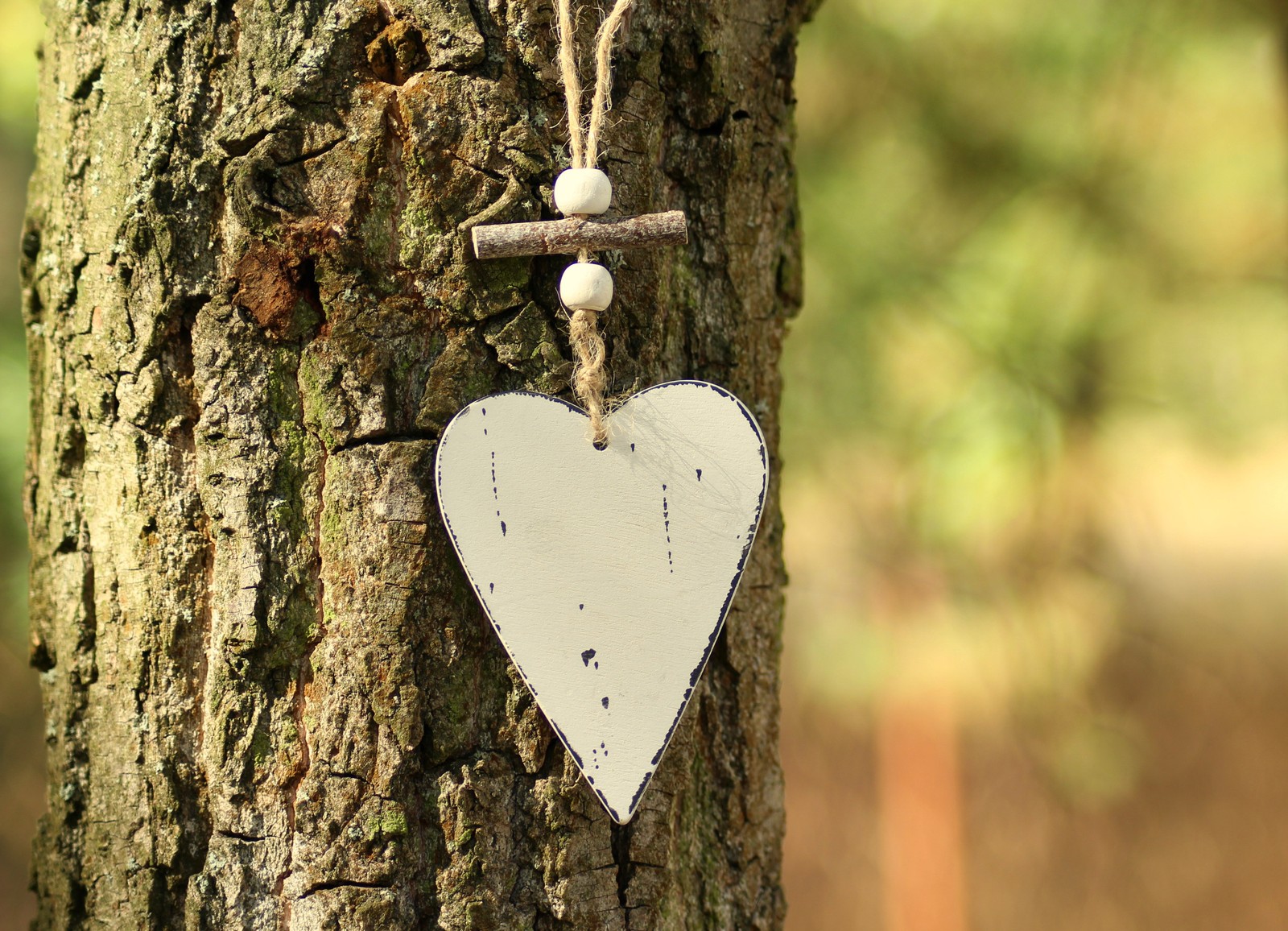 Un cœur blanc suspendu à un arbre avec une corde (cœur, coffre, arbre, insecte, bois)