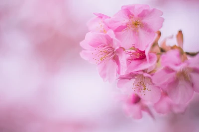 Close-Up of Delicate Pink Cherry Blossom Blooms in Spring