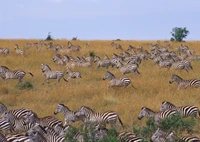 A large herd of zebras grazing and moving across a golden grassland in a savanna ecosystem.