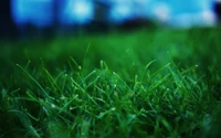 lawn, green, water, plant, grass family wallpaper