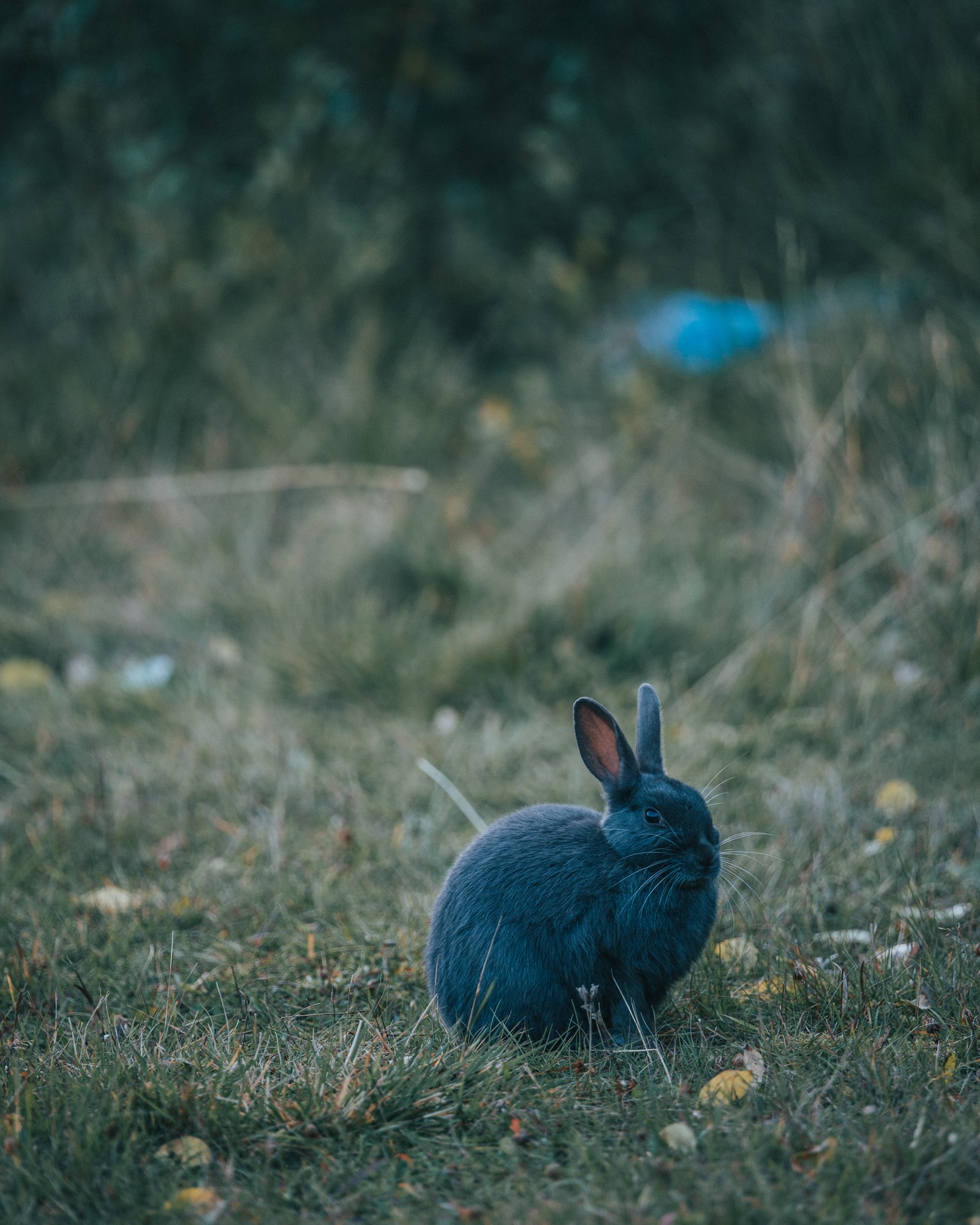 There is a blue rabbit sitting in the grass in the field (rabbit, hare, blue, green, grass)