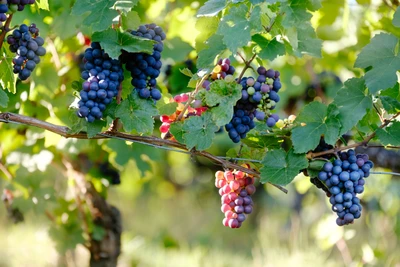 vino, vino tinto, uva, planta floreciendo, hojas de parra