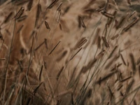 Close-Up of Brown Grasses with Textured Stems and Leaves