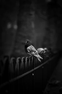 noir, blanc, monochrome, bec, oiseau