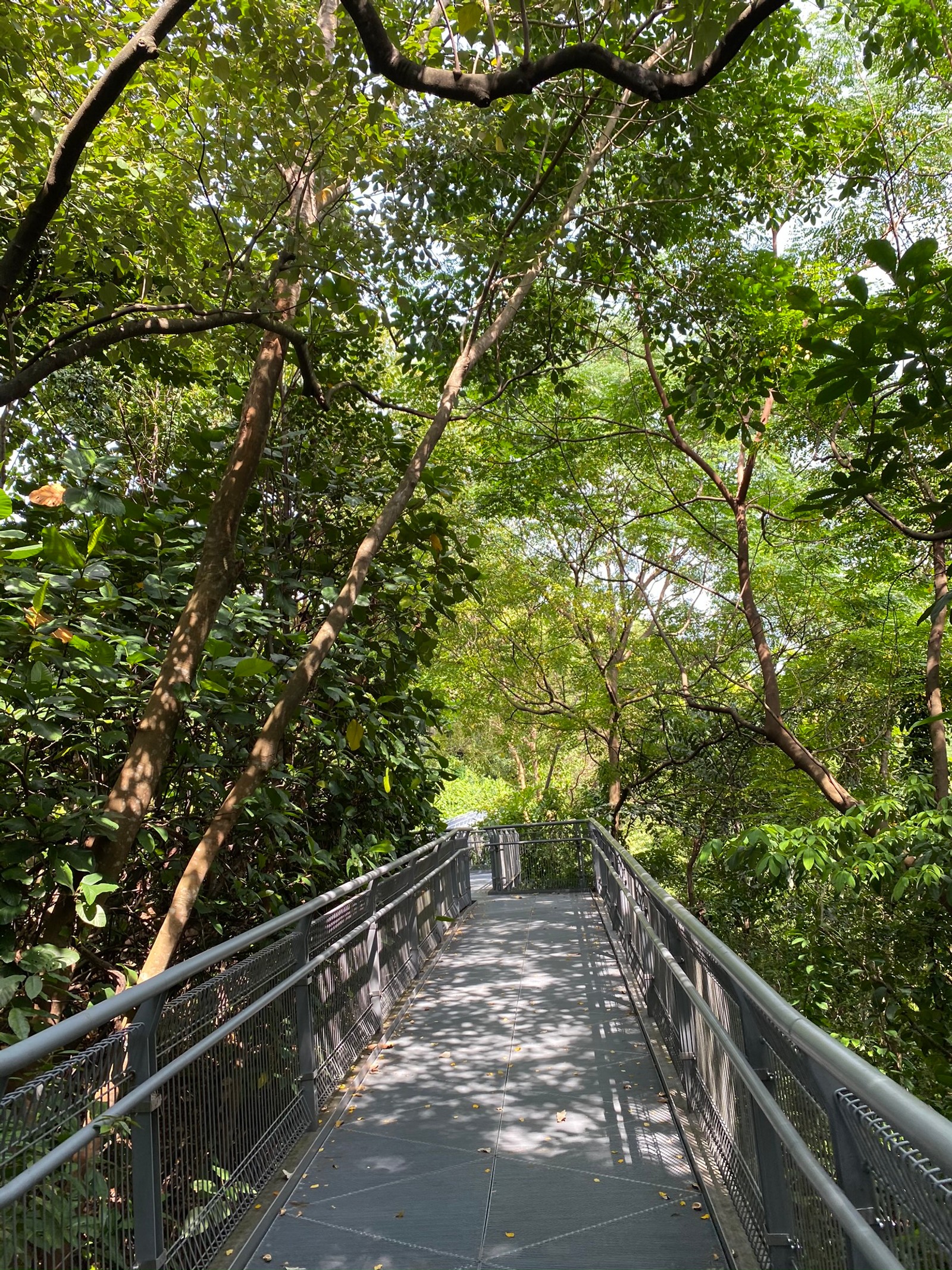 Lade baum, brücke, wald, naturschutzgebiet, promenade Hintergrund herunter