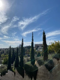 Immergrüne Nadelbäume gegen einen blauen Himmel in einer gemäßigten Landschaft