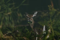 Reh weidet in einem üppigen Naturschutzgebiet