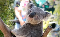 Bebê koala adorável subindo em um galho em seu habitat natural