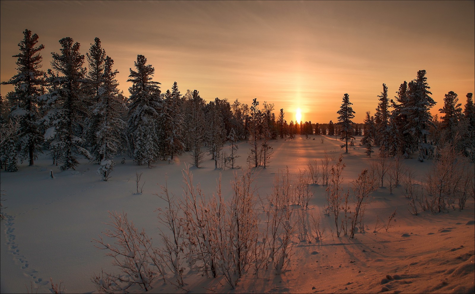 Vue d'un champ enneigé avec des arbres et un coucher de soleil (nature, neige, arbre, matin, gel)