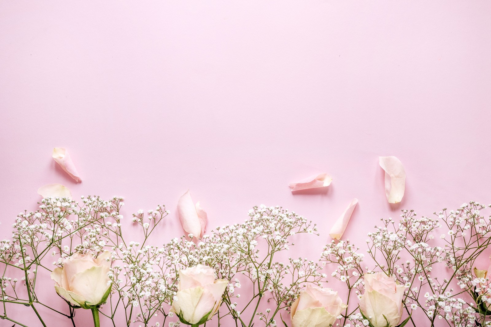 Flowers and petals arranged in a row on a pink background (plant, flowering plant, plant stem, blossom, wildflower)