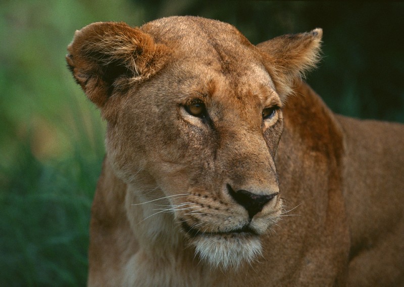 Жираф, смотрящий в камеру с размытым фоном (лев, леопард, масаи мара, maasai mara, дикая природа)