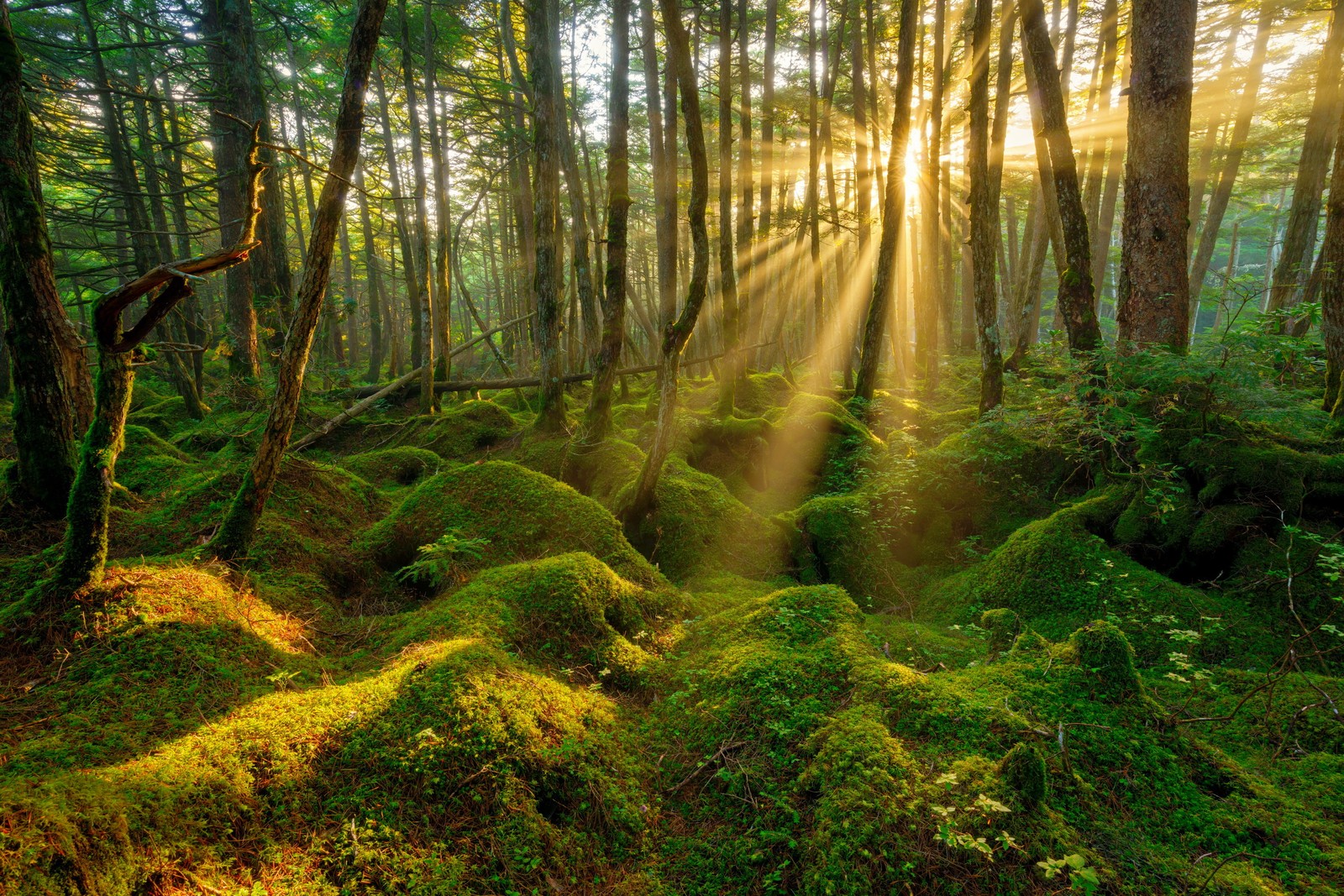 Un bosque cubierto de musgo con rayos de sol brillando a través de los árboles (bosque, naturaleza, vegetación, reserva natural, bosque tropical lluvioso)