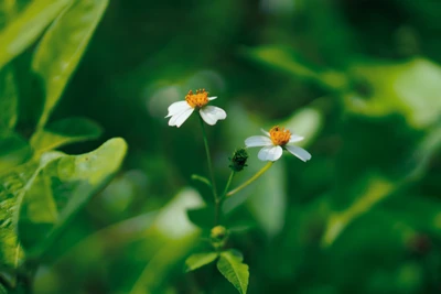 Delicate white wildflowers with golden centers surrounded by lush green foliage.