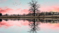 Reflexão tranquila do crepúsculo com pássaros e brilho rosa