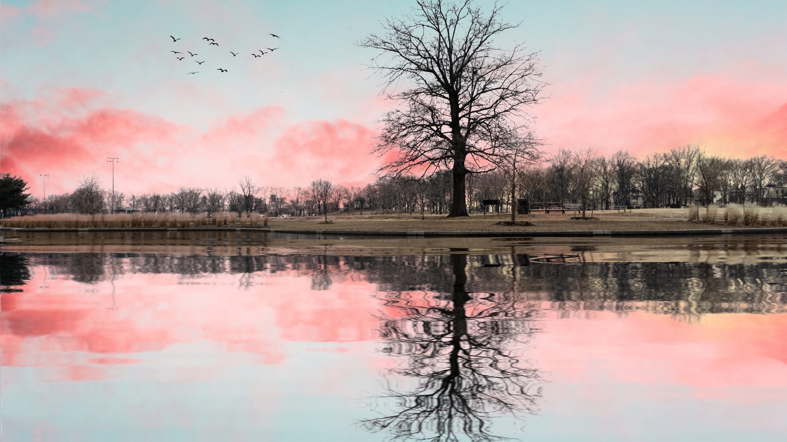 Un árbol árabe con un cielo rosa reflejado en el agua (agua, nube, atmósfera, día, ave)