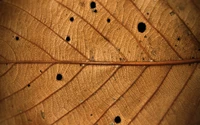 Patrones intrincados de una hoja de roble seca