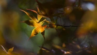 folha, amarelo, flor, planta, outono