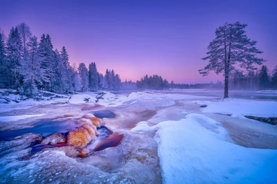 Зимняя дикая природа: морозное утро в финской природе