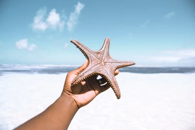 starfish, sea, beach, vacation, marine invertebrates