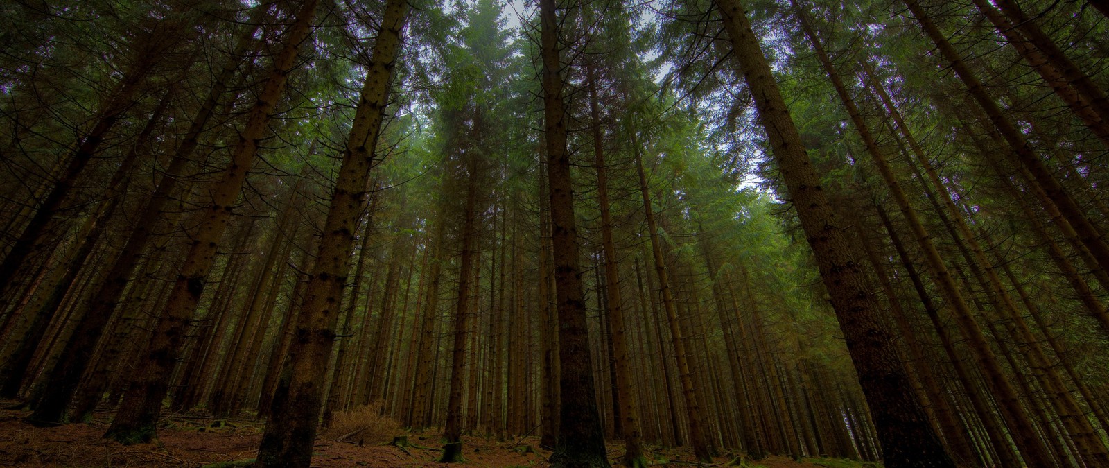 A view of a forest with tall trees and a bench (tree, forest, nature, woodland, old growth forest)