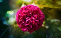 Vibrant Pink Rosa Centifolia Blossom in Nature