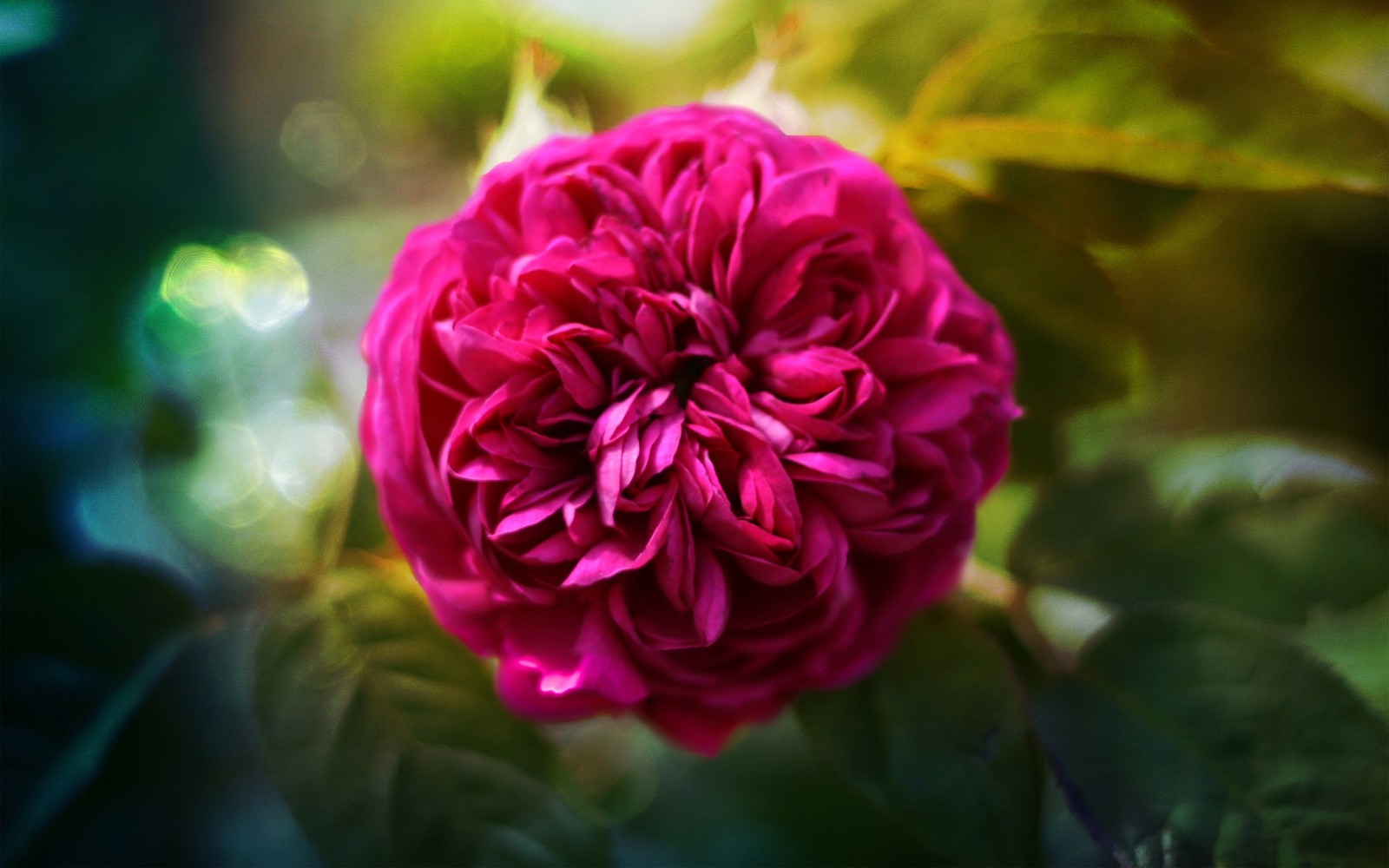 There is a pink flower that is growing in the middle of a bush (rose, pink, flowering plant, petal, red)