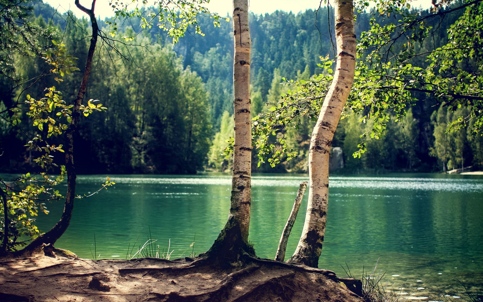 forest, tree, nature, water, lake wallpaper