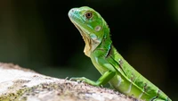 reptile, lizard, scaled reptile, terrestrial plant, iguania wallpaper