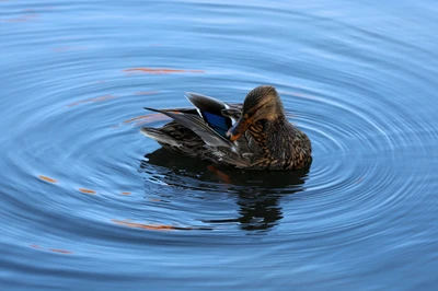 Canard colvert glissant sur des eaux calmes