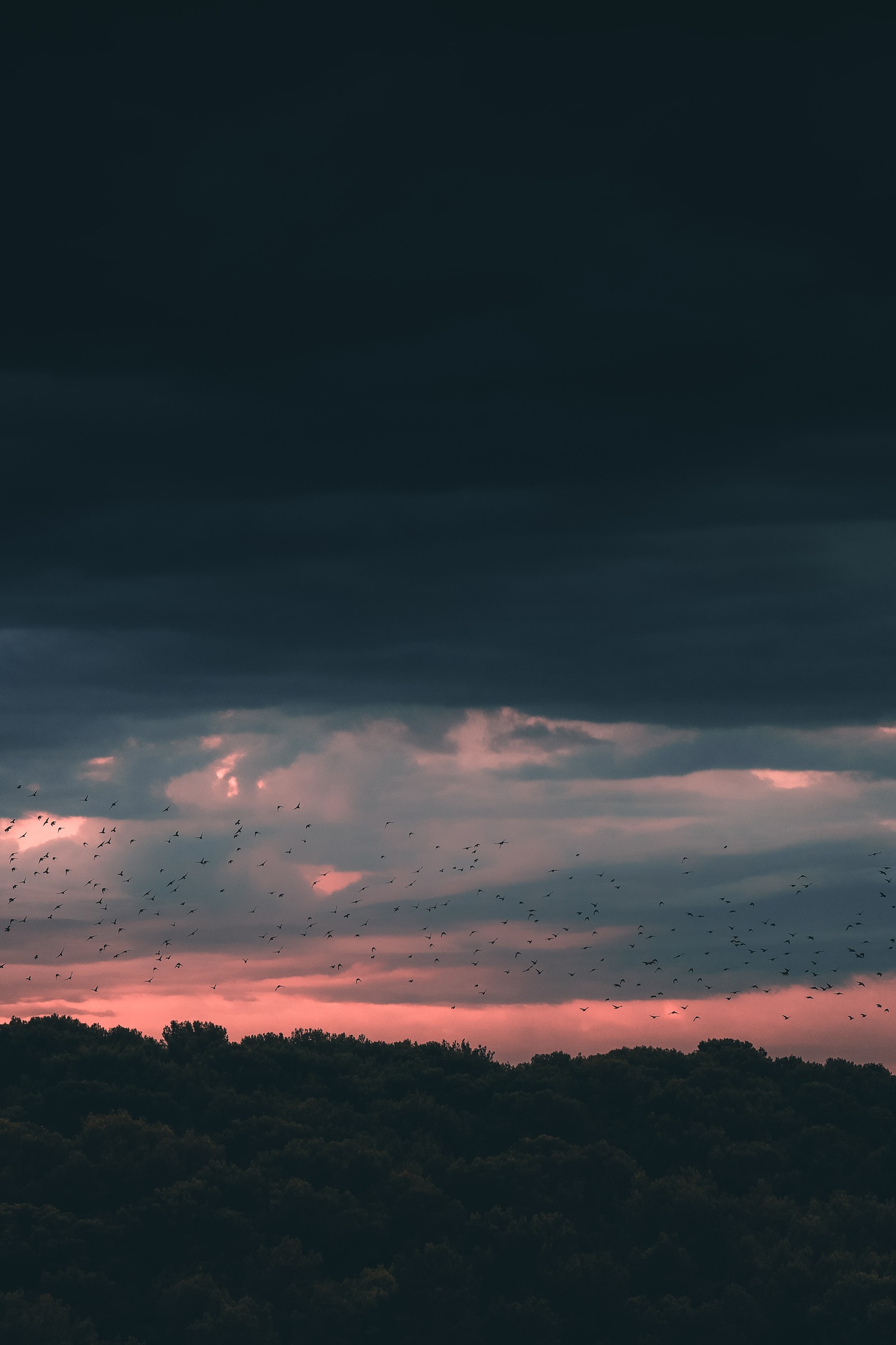 Un vol de oiseaux volant dans le ciel au coucher du soleil avec un ciel sombre (coucher de soleil, nuage, horizon, bleu, atmosphère)