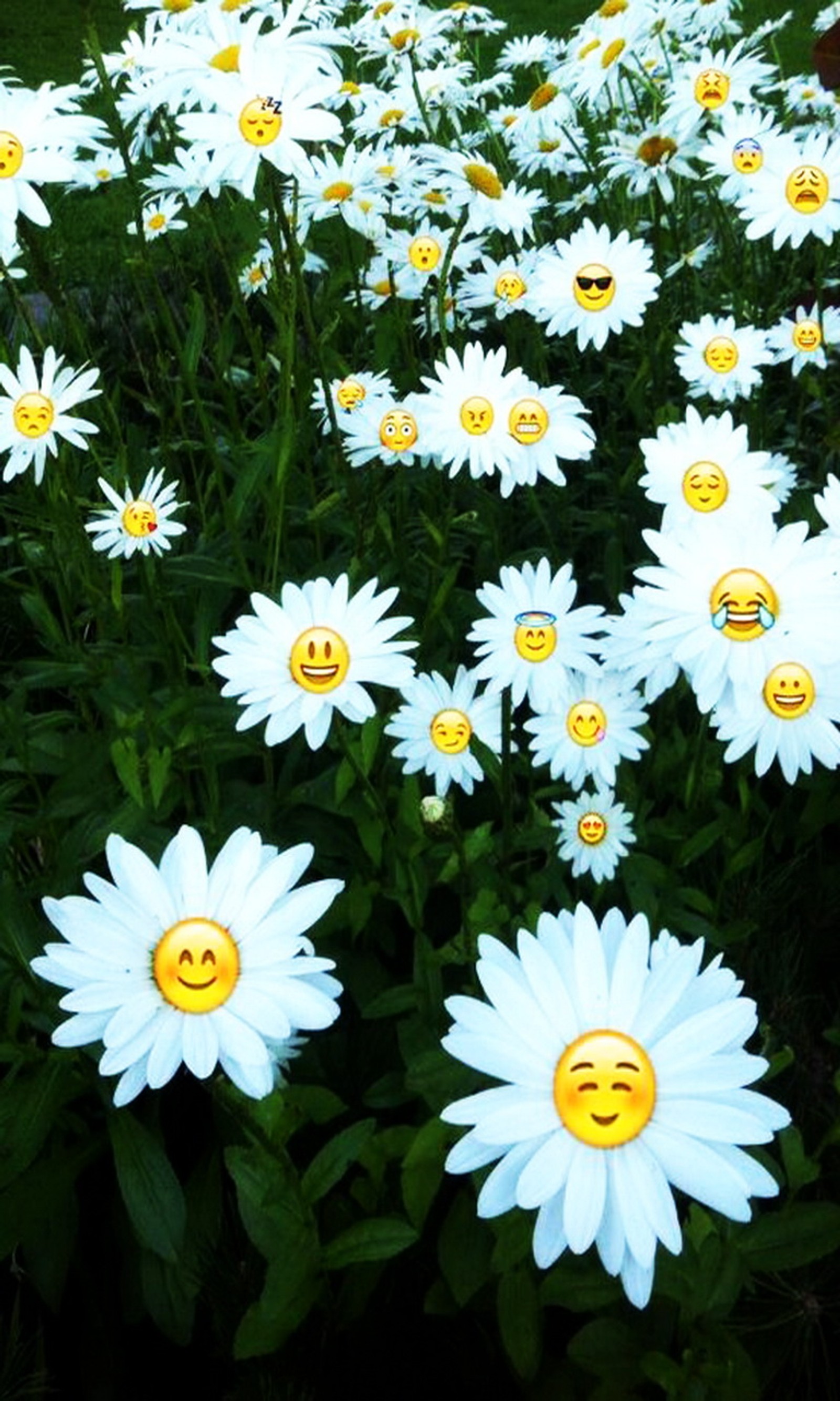 Il y a beaucoup de fleurs blanches avec des visages jaunes dessus. (emoji, émoticône, fleur, smileys)