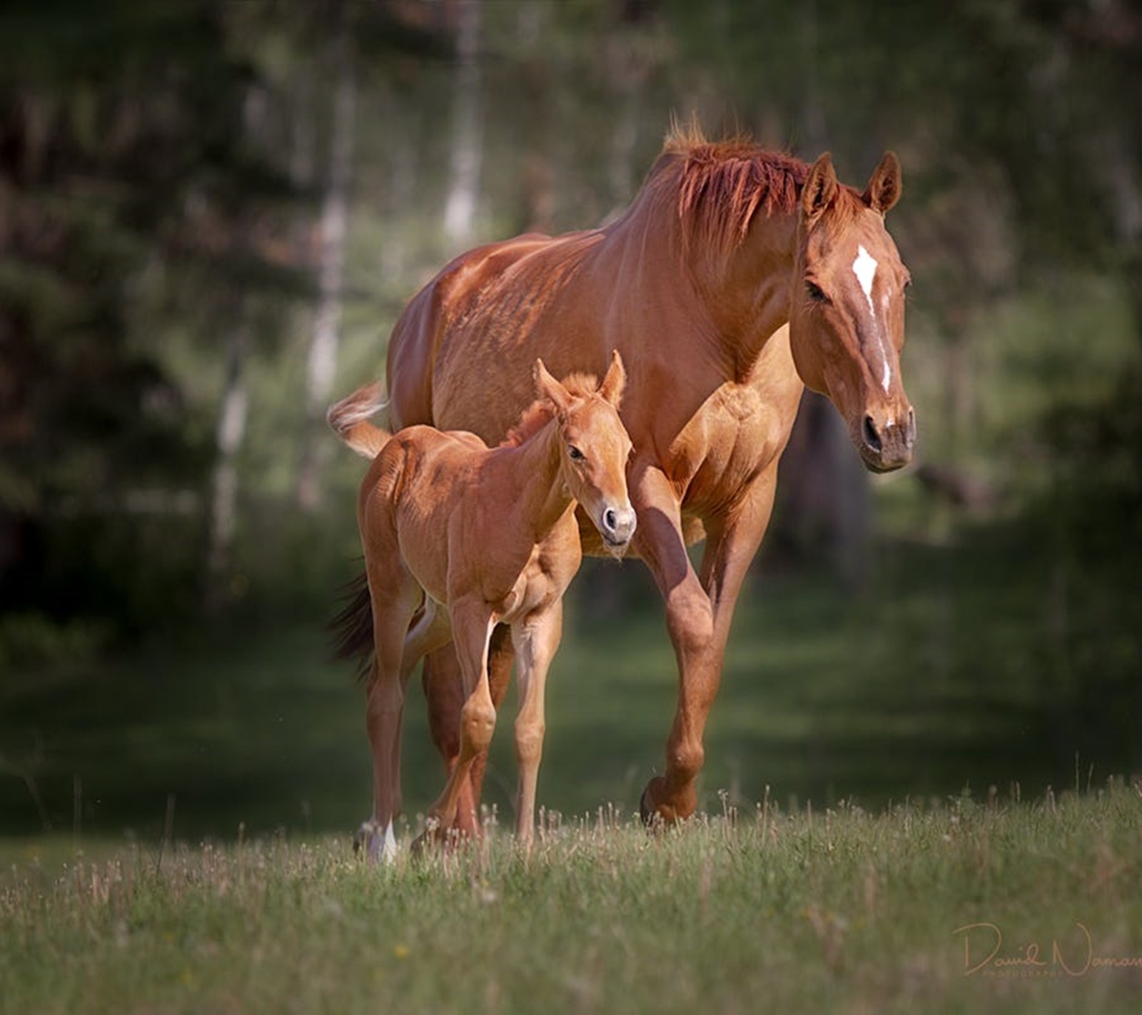 Duas cavalos estão parados juntos em um campo (cavalos, dois)