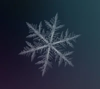 macro, snow, winter wallpaper