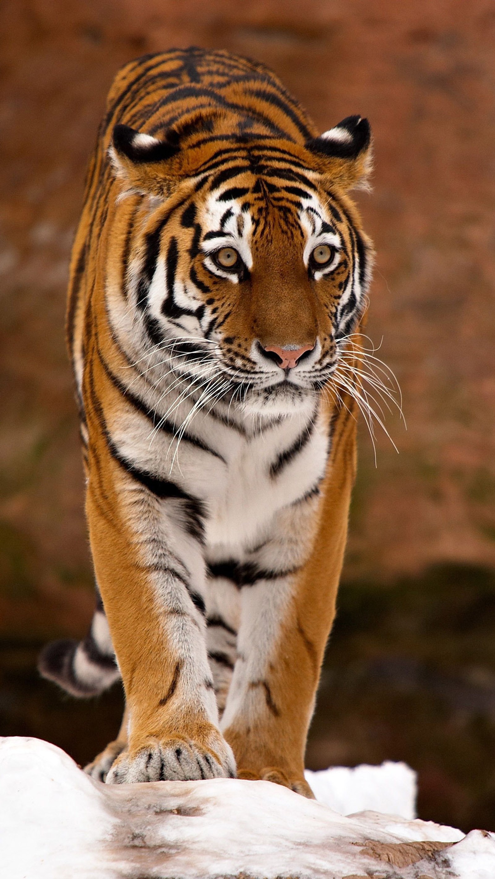 Un tigre marchant sur une surface enneigée dans les bois (tigre)