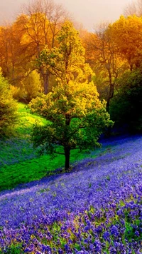 nature, purple wallpaper