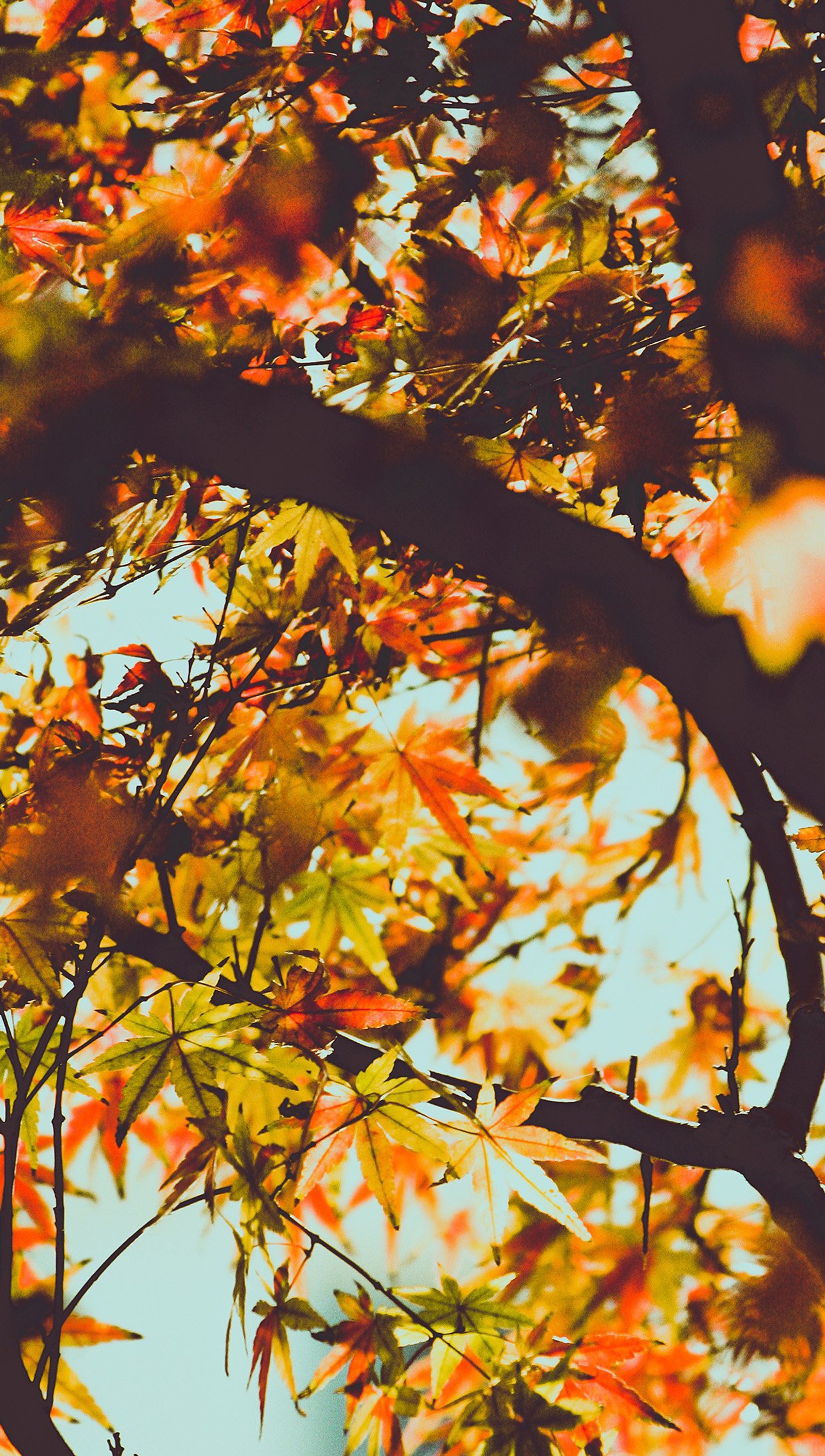 Lade herbst, blätter Hintergrund herunter