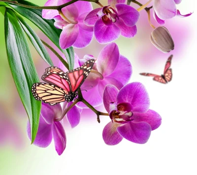 butterfly, flowers, orchid, purple, spring