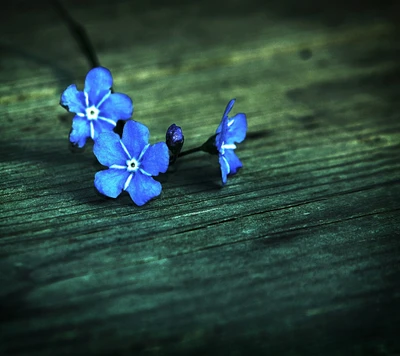 azul, flor