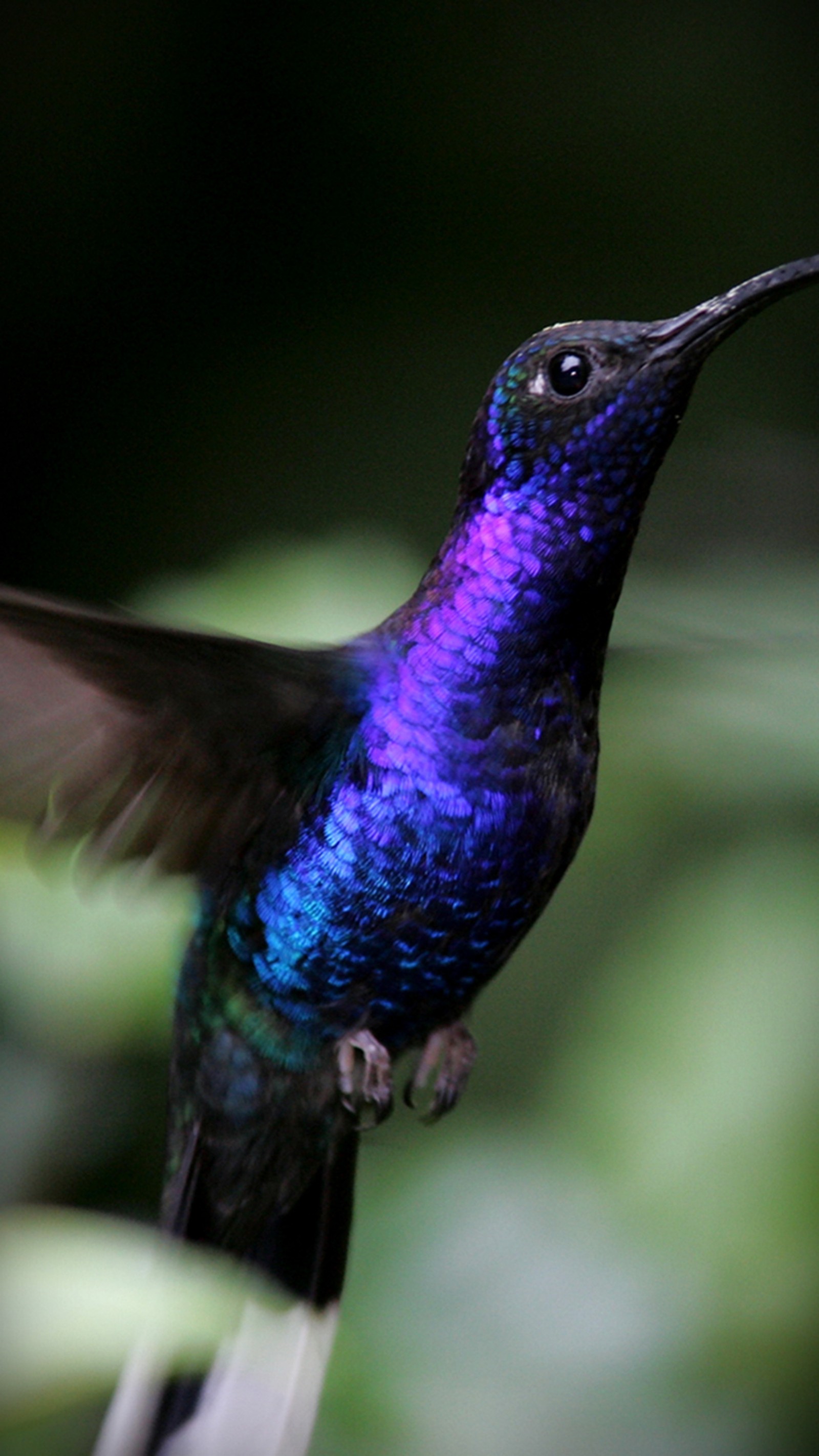 Ein arabischer vogel mit blauen und lila federn, der in der luft fliegt (kolibri, lila)