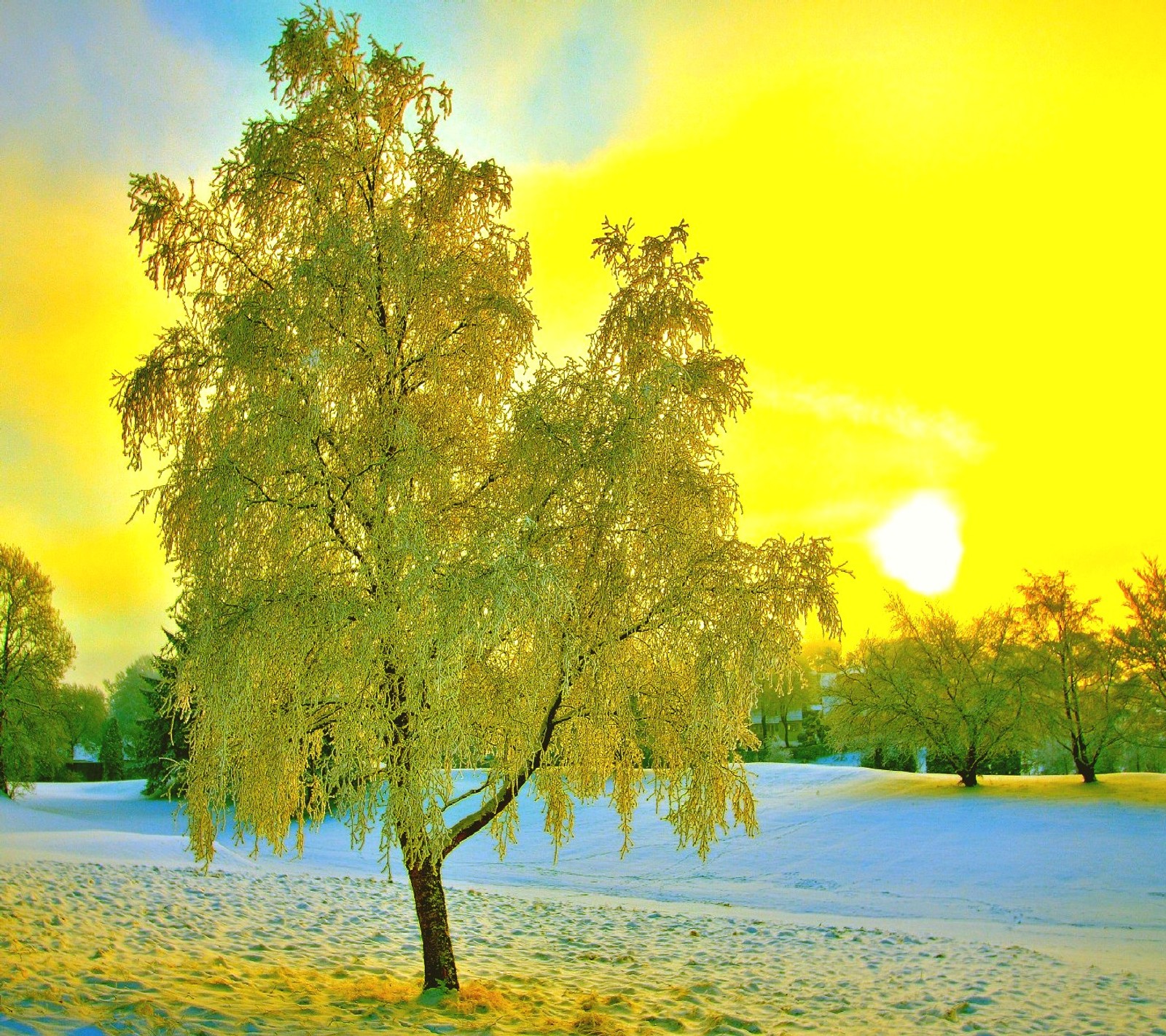 Arafed tree in a snowy field with a yellow sky (nature)