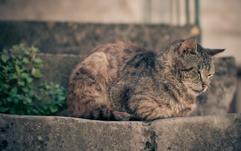 Кот сидит на ступеньках снаружи (полосатый кот, саванна, дикая природа, животное)