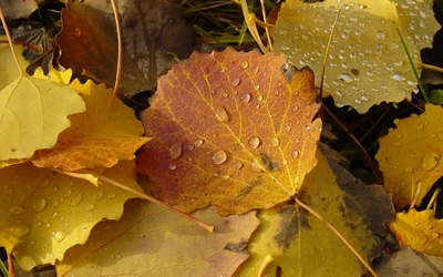 Herbst-Ahornblätter mit Tau-Tropfen