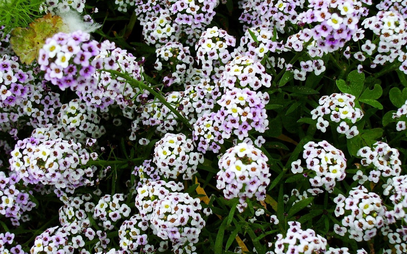 Hay un primer plano de un ramo de flores blancas y moradas (blanco, planta floreciendo, planta, flora, planta anual)