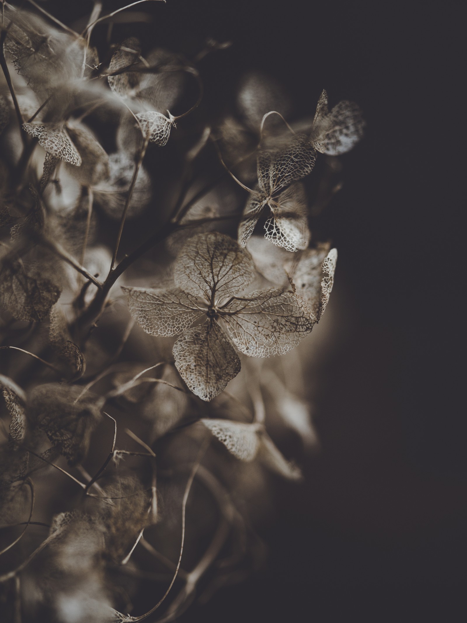 Una foto en blanco y negro de una planta con hojas (hortensia, hoja, naturaleza, ramo, monocromo)