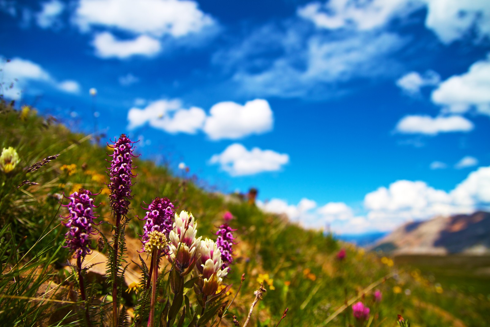 Flores moradas en una colina cubierta de hierba con cielo azul y nubes (flor, paisaje natural, naturaleza, pradera, entorno natural)