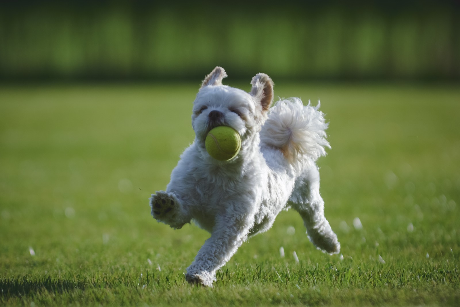 Um pequeno cachorro branco correndo com uma bola de tênis na boca (shih tzu, filhote, schnauzer miniatura, raça de cachorro, cachorro)