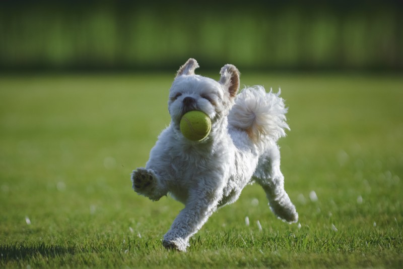 Маленькая белая собака бегает с теннисным мячом во рту (шим тцу, shih tzu, щенок, миниатюрный шнауцер, порода собак)