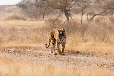 Tigre du Bengale marchant à travers la savane